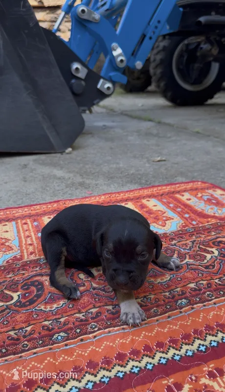 Kingston – Catahoula Leopard Dog puppy for sale in Thomasville, NC