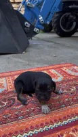 Kingston, a male Catahoula Leopard Dog for sale in Thomasville, NC – 1 of 5