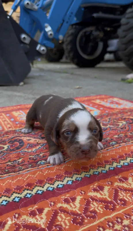 Stella – Catahoula Leopard Dog puppy for sale in Thomasville, NC