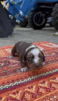 Stella, a female Catahoula Leopard Dog for sale in Thomasville, NC – 1 of 5
