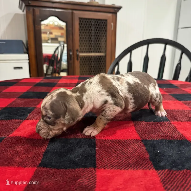 Eleanor  – Catahoula Leopard Dog puppy for sale in Thomasville, NC