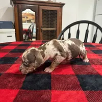Eleanor , a female Catahoula Leopard Dog for sale in Thomasville, NC – 1 of 6