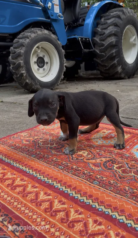 Kingston – Catahoula Leopard Dog puppy for sale in Thomasville, NC