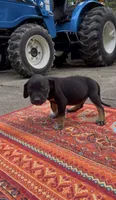Kingston, a male Catahoula Leopard Dog for sale in Thomasville, NC – 1 of 7