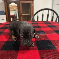 Athena , a female Catahoula Leopard Dog for sale in Thomasville, NC – 4 of 4