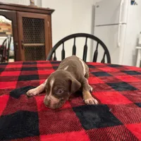 Delilah , a female Catahoula Leopard Dog for sale in Thomasville, NC – 2 of 5
