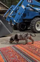 Winston , a male Catahoula Leopard Dog for sale in Thomasville, NC – 3 of 7