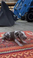 Oscar, a male Catahoula Leopard Dog for sale in Thomasville, NC – 2 of 3