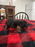 Alfred , a male Catahoula Leopard Dog for sale in Thomasville, NC – 4 of 4