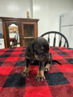 Cooper, a male Catahoula Leopard Dog for sale in Thomasville, NC – 4 of 4