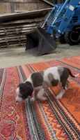 Duchess, a female Catahoula Leopard Dog for sale in Thomasville, NC – 2 of 10