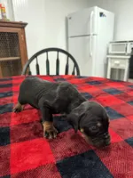 Cooper, a male Catahoula Leopard Dog for sale in Thomasville, NC – 3 of 4