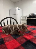 Eli, a male Catahoula Leopard Dog for sale in Thomasville, NC – 2 of 4