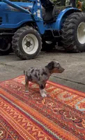 Winston , a male Catahoula Leopard Dog for sale in Thomasville, NC – 4 of 7