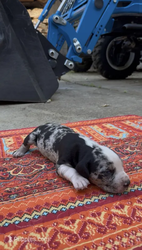 Remington – Catahoula Leopard Dog puppy for sale in Thomasville, NC