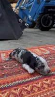 Remington, a male Catahoula Leopard Dog for sale in Thomasville, NC – 1 of 4