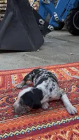 Remington, a male Catahoula Leopard Dog for sale in Thomasville, NC – 2 of 4
