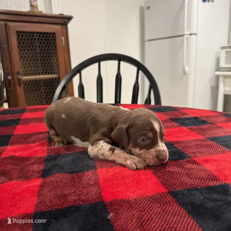 Delilah  – Catahoula Leopard Dog puppy for sale in Thomasville, NC