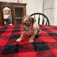 Eleanor , a female Catahoula Leopard Dog for sale in Thomasville, NC – 2 of 6