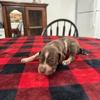Delilah , a female Catahoula Leopard Dog for sale in Thomasville, NC – 5 of 5