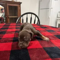 Carolina , a female Catahoula Leopard Dog for sale in Thomasville, NC – 4 of 4