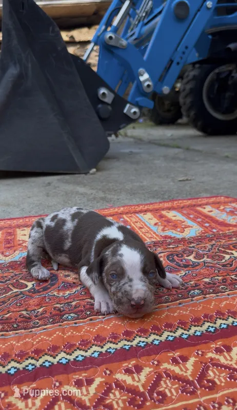 Oscar – Catahoula Leopard Dog puppy on hold in Thomasville, NC