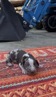 Oscar, a male Catahoula Leopard Dog for sale in Thomasville, NC – 1 of 3
