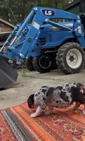 Remington, a male Catahoula Leopard Dog for sale in Thomasville, NC – 4 of 9