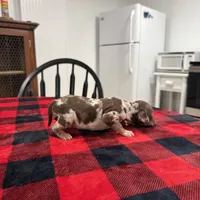 Eleanor , a female Catahoula Leopard Dog for sale in Thomasville, NC – 5 of 6