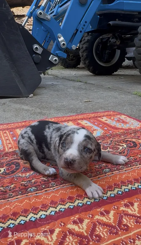 Sterling – Catahoula Leopard Dog puppy for sale in Thomasville, NC