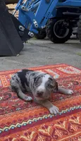 Sterling, a male Catahoula Leopard Dog for sale in Thomasville, NC – 1 of 4