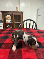 Boston  , a male Catahoula Leopard Dog for sale in Thomasville, NC – 4 of 4