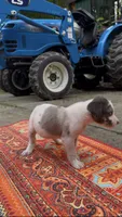 Duchess, a female Catahoula Leopard Dog for sale in Thomasville, NC – 4 of 10