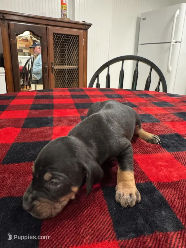 Alfred  – Catahoula Leopard Dog puppy for sale in Thomasville, NC