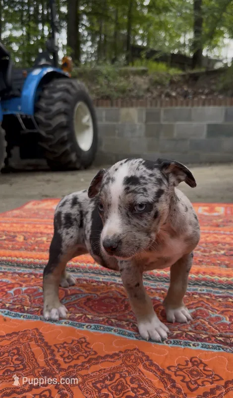 Sterling – Catahoula Leopard Dog puppy for sale in Thomasville, NC