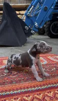Oscar, a male Catahoula Leopard Dog for sale in Thomasville, NC – 3 of 3