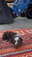 Stella, a female Catahoula Leopard Dog for sale in Thomasville, NC – 3 of 5