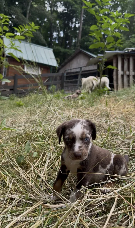 Stella – Catahoula Leopard Dog puppy for sale in Thomasville, NC
