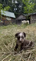 Stella, a female Catahoula Leopard Dog for sale in Thomasville, NC – 1 of 10