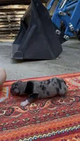Winston , a male Catahoula Leopard Dog for sale in Thomasville, NC – 2 of 3