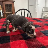 Bella, a female Catahoula Leopard Dog for sale in Thomasville, NC – 1 of 5