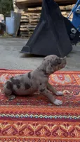 Theodore, a male Catahoula Leopard Dog for sale in Thomasville, NC – 4 of 5