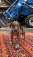 Theodore, a male Catahoula Leopard Dog for sale in Thomasville, NC – 3 of 9