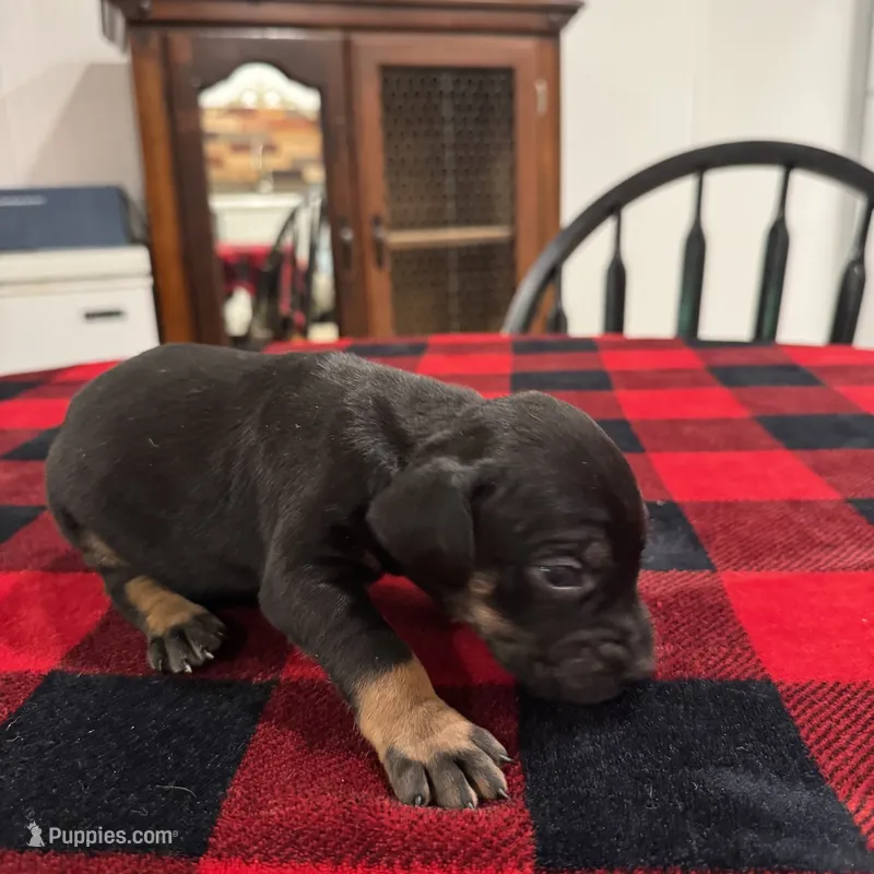 Athena  – Catahoula Leopard Dog puppy for sale in Thomasville, NC