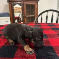 Athena , a female Catahoula Leopard Dog for sale in Thomasville, NC – 1 of 4