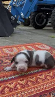 Duchess, a female Catahoula Leopard Dog for sale in Thomasville, NC – 3 of 5