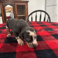 Bella, a female Catahoula Leopard Dog for sale in Thomasville, NC – 3 of 5
