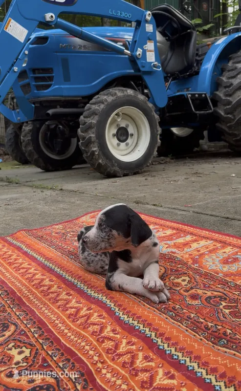 Remington – Catahoula Leopard Dog puppy for sale in Thomasville, NC