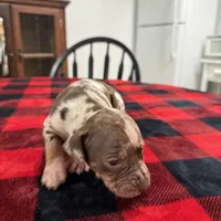 Eleanor , a female Catahoula Leopard Dog for sale in Thomasville, NC – 3 of 6