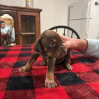 Carolina , a female Catahoula Leopard Dog for sale in Thomasville, NC – 3 of 4